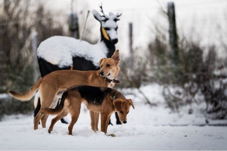 LAST ONE FADING (+dogs )