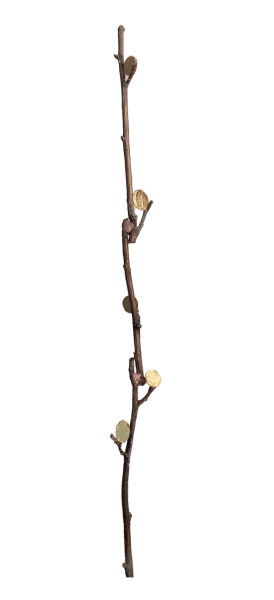 Arbor Arboris III